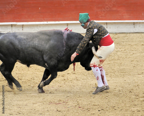 Bull Hitting Forcado