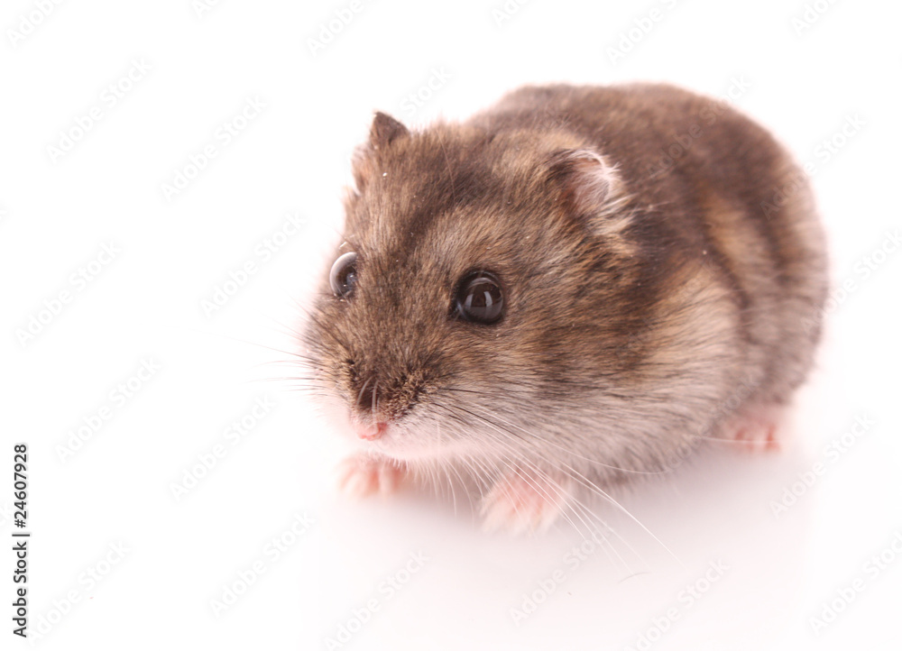 Young hamster isolated on white