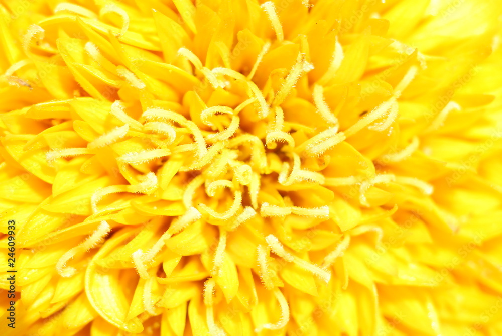 sunflower sunflower