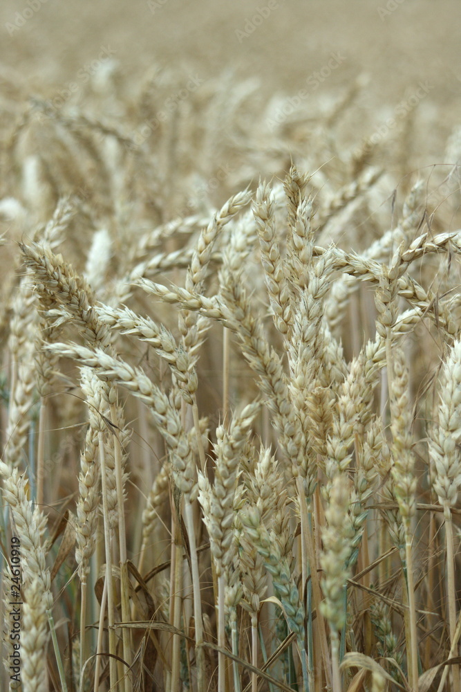Fototapeta premium Getreidefeld