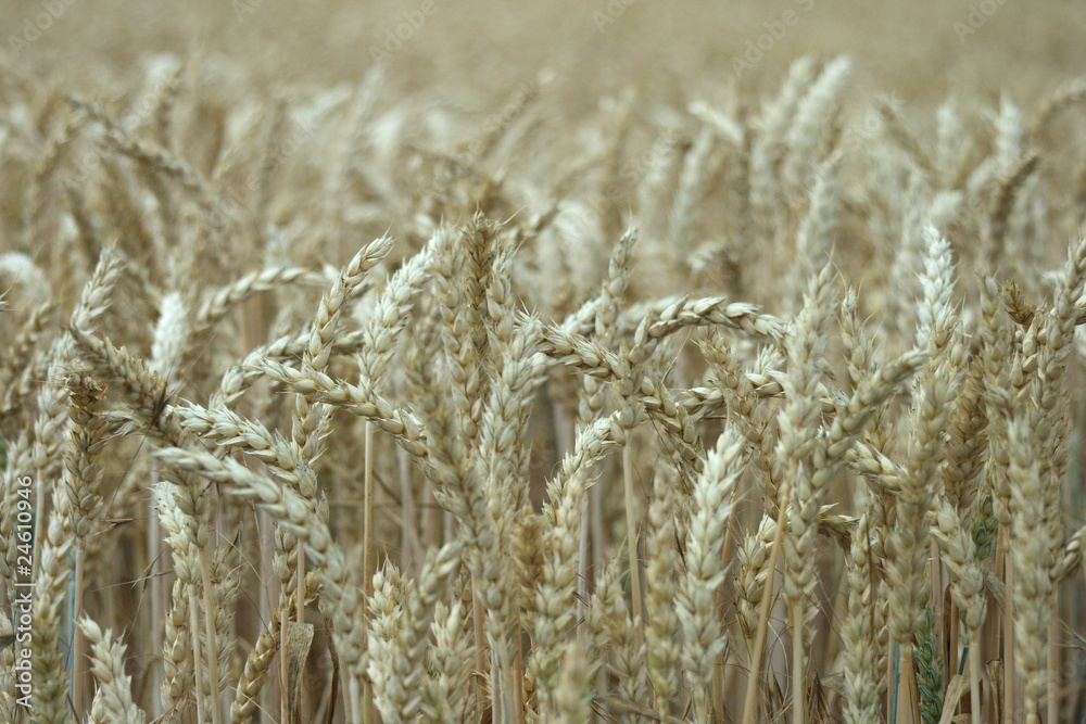 Fototapeta premium Ähren