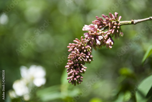 Photography Nature in Oslo, Norway
