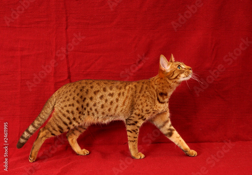 Schilderij op canvas OCICAT.