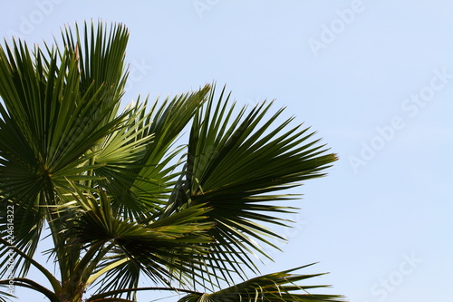 Palm