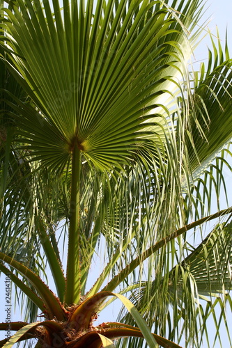 Palm