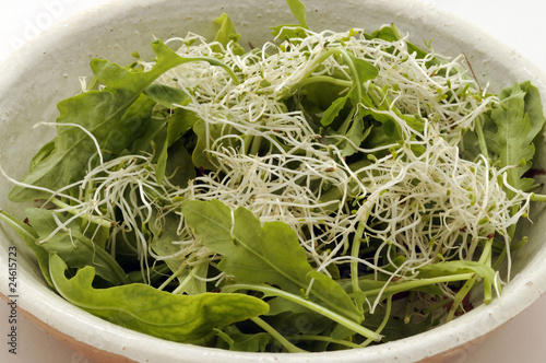 Obraz na plátně Rucola  con germogli di alfalfa