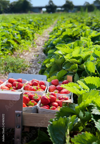 Wallpaper Mural Closeup of fresh organic strawberries growing on the vine Torontodigital.ca