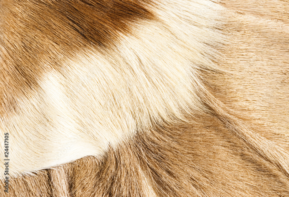 fur textures fur textures