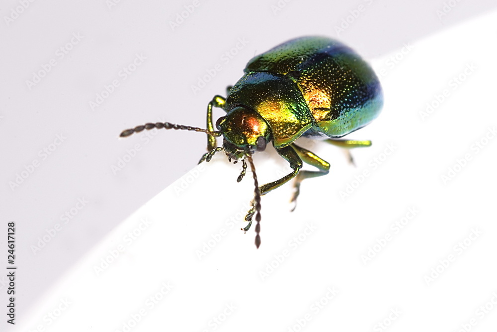 Grüner Sauerampferkäfer (Gastrophysa viridula) Grüner Sauerampferkäfer (Gastrophysa viridula)