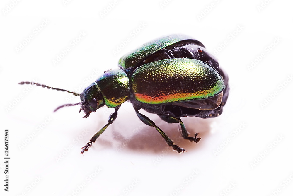 Grüner Sauerampferkäfer (Gastrophysa viridula) Grüner Sauerampferkäfer (Gastrophysa viridula)