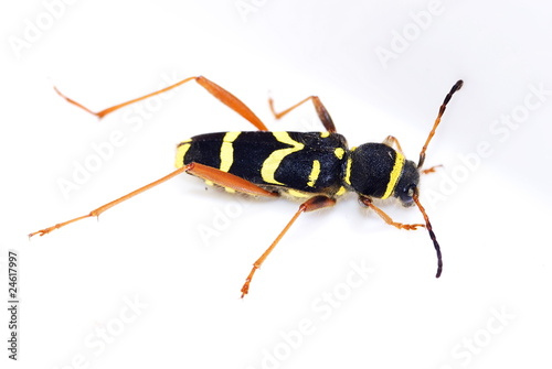 Fotografi Echter Widderbock (Clytus arietis)