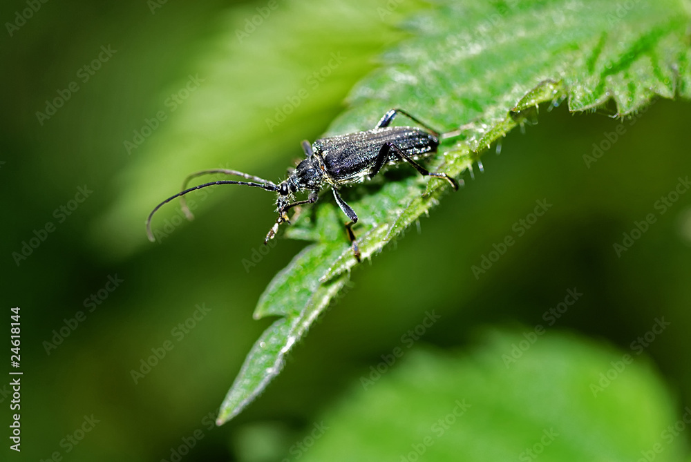 Kleiner Eichenbock (Cerambyx scopolii) Kleiner Eichenbock (Cerambyx scopolii)