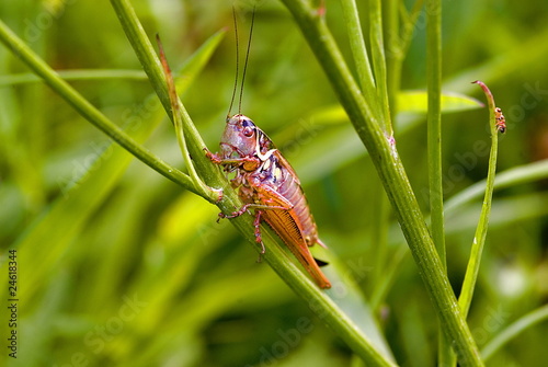Roesels Beißschrecke (Metrioptera roeseli)
