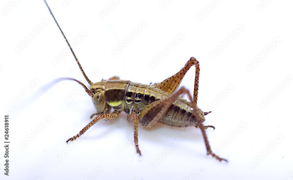Roesels Beißschrecke (Metrioptera roeseli) Roesels Beißschrecke (Metrioptera roeseli)