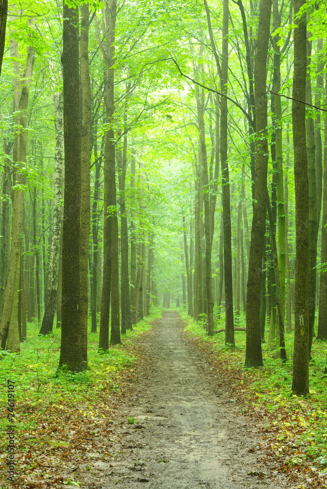 Obraz premium green forest