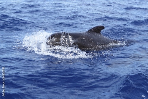pilot whale free in open sea blue mediterranean