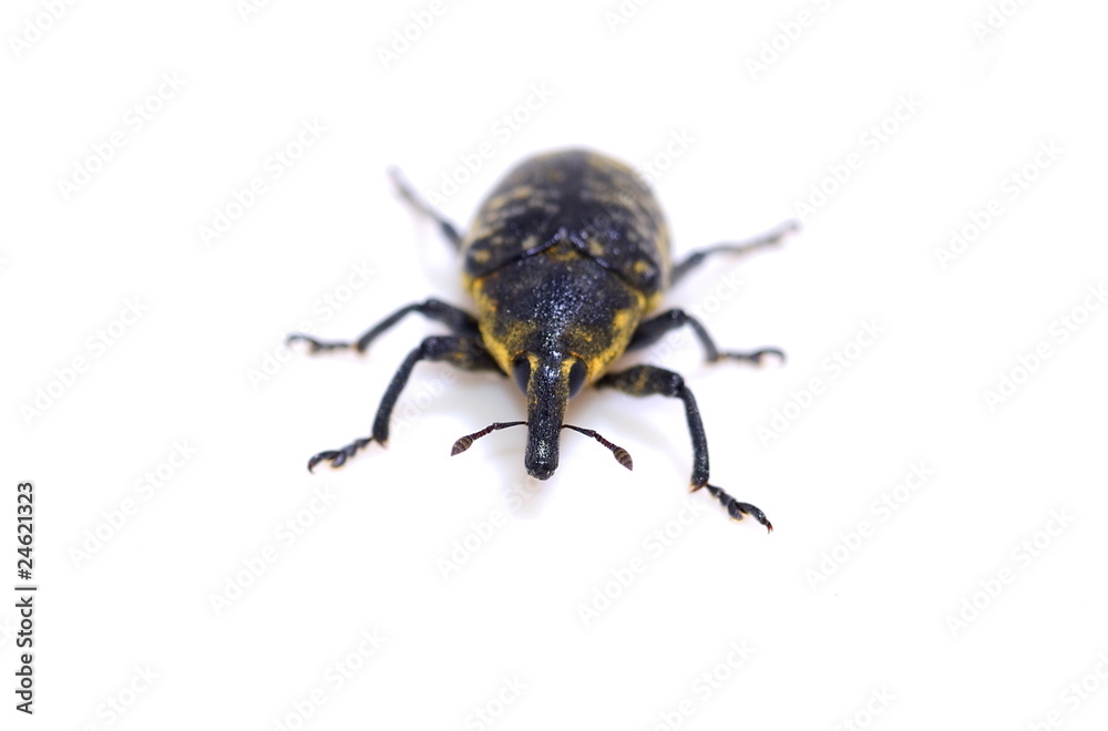 Rüsselkäfer (Larinus Sturnus) Rüsselkäfer (Larinus Sturnus)