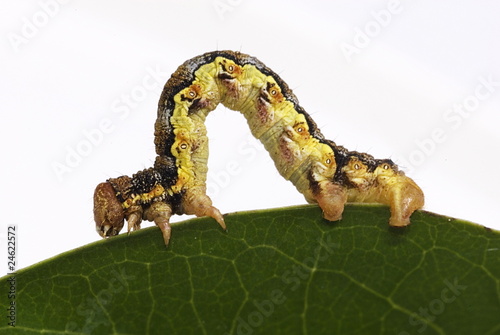 Raupe des Großen Frostspanners (Erannis defoliaria)