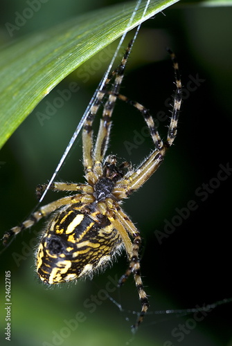 Eichblatt-Radspinne (Aculepeira ceropegia) photo