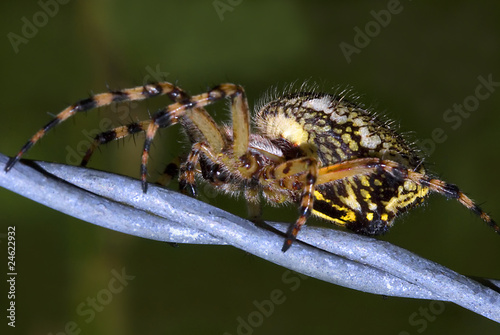 Eichblatt-Radspinne (Aculepeira ceropegia) photo