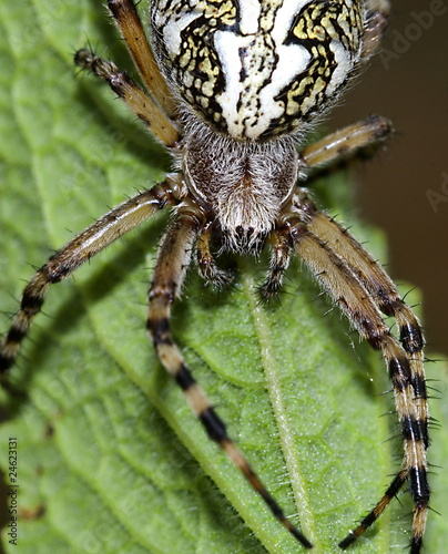 Eichblatt-Radspinne (Aculepeira ceropegia)