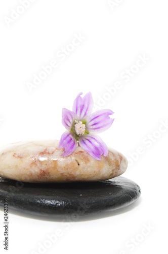 zen stones and flower