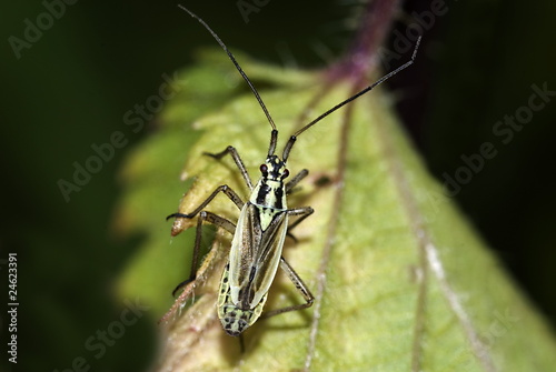 Graswanze (Leptopterna dolobrata) photo