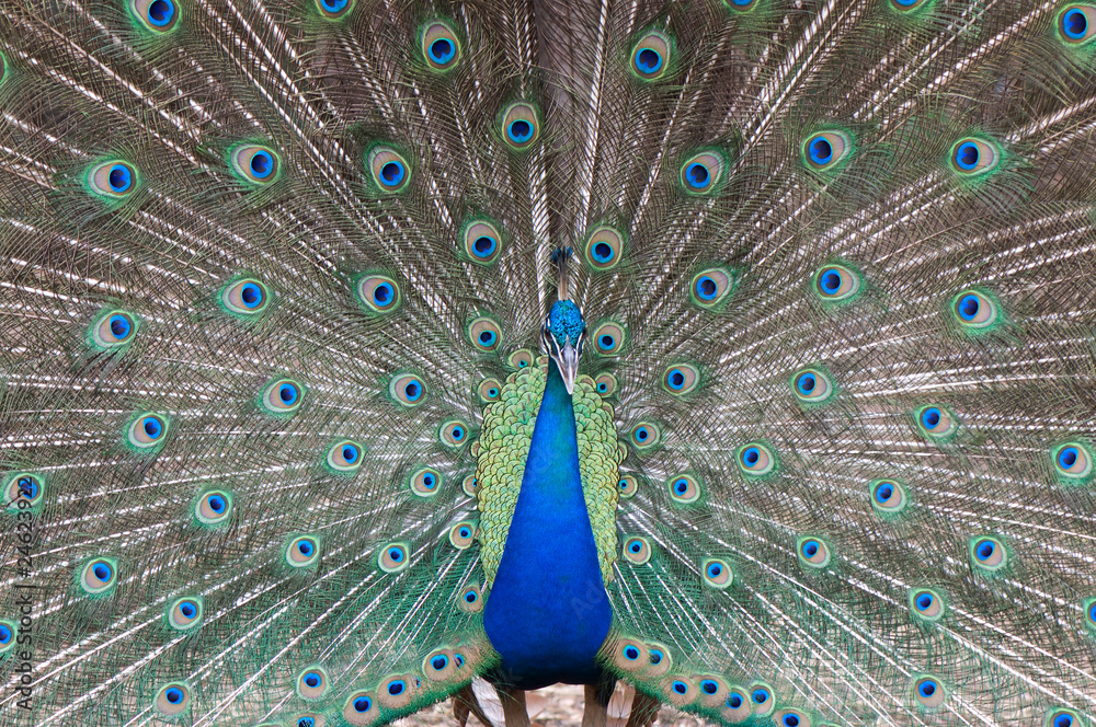 Obraz premium peacock