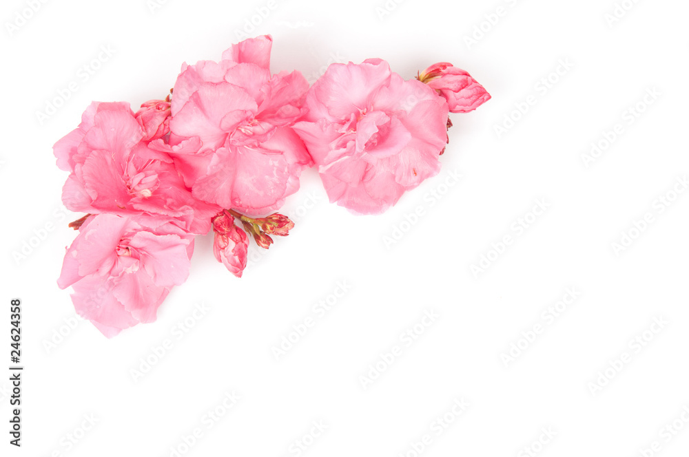 Nerium oleander Nerium oleander