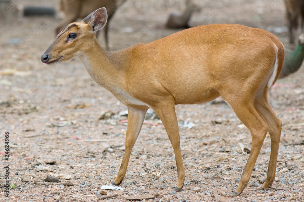 barking deer barking deer