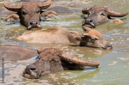 group of buffalo © rattanapat wingpud