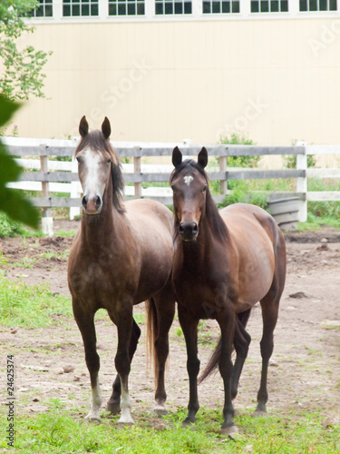 horses