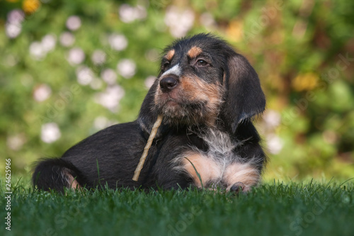 Otterhound-Welpen mit Knabberstange in der Schnauze photo