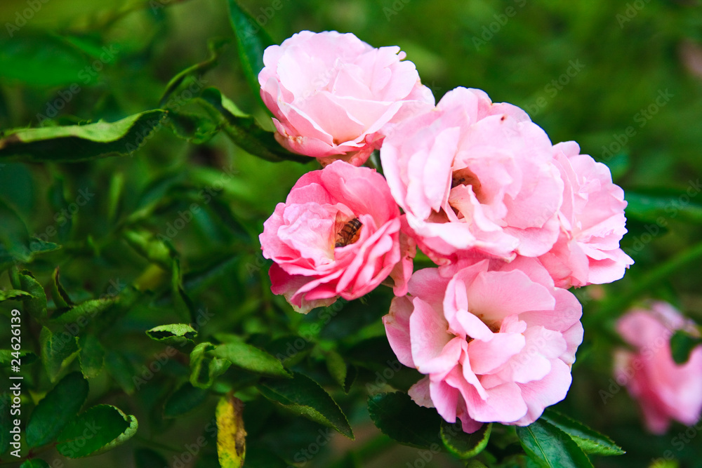 group og ariana pink roses