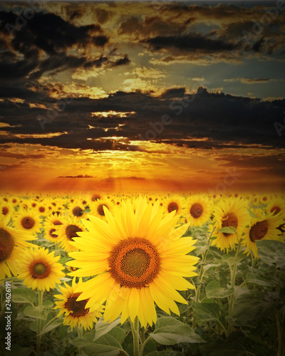 Fototapeta Naklejka Na Ścianę i Meble -  sunflowers  field and sunset