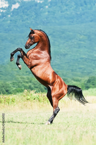 bay arabian stallion rearing
