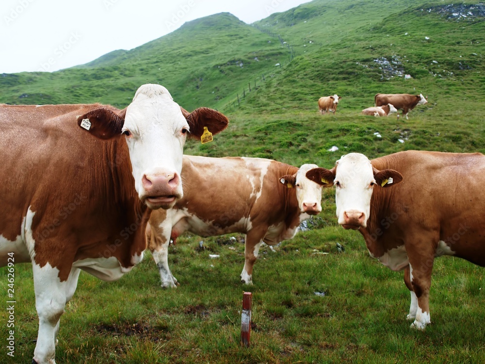 Cows on Alpine hall interfere with tourists crossing route