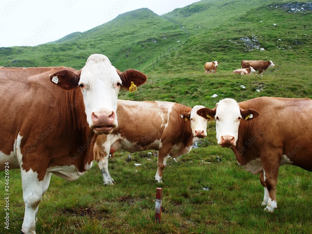 Cows on Alpine hall interfere with tourists crossing route Cows on Alpine hall interfere with tourists crossing route