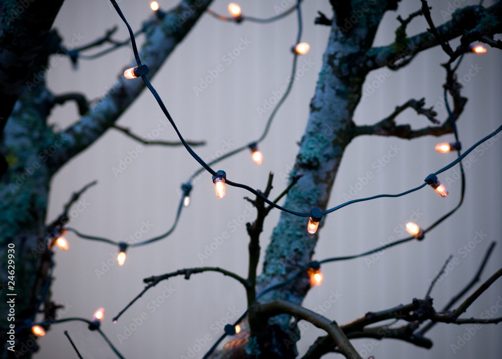 Lights in a tree - obrazy, fototapety, plakaty 