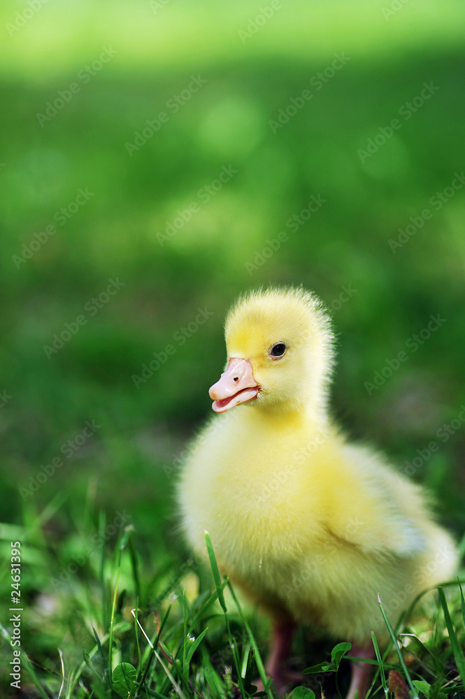 duckling on green grass