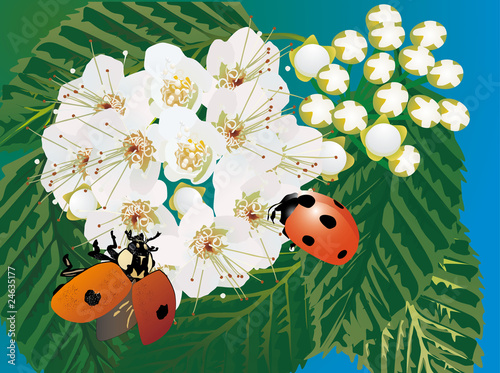 two ladybirds and white flowers