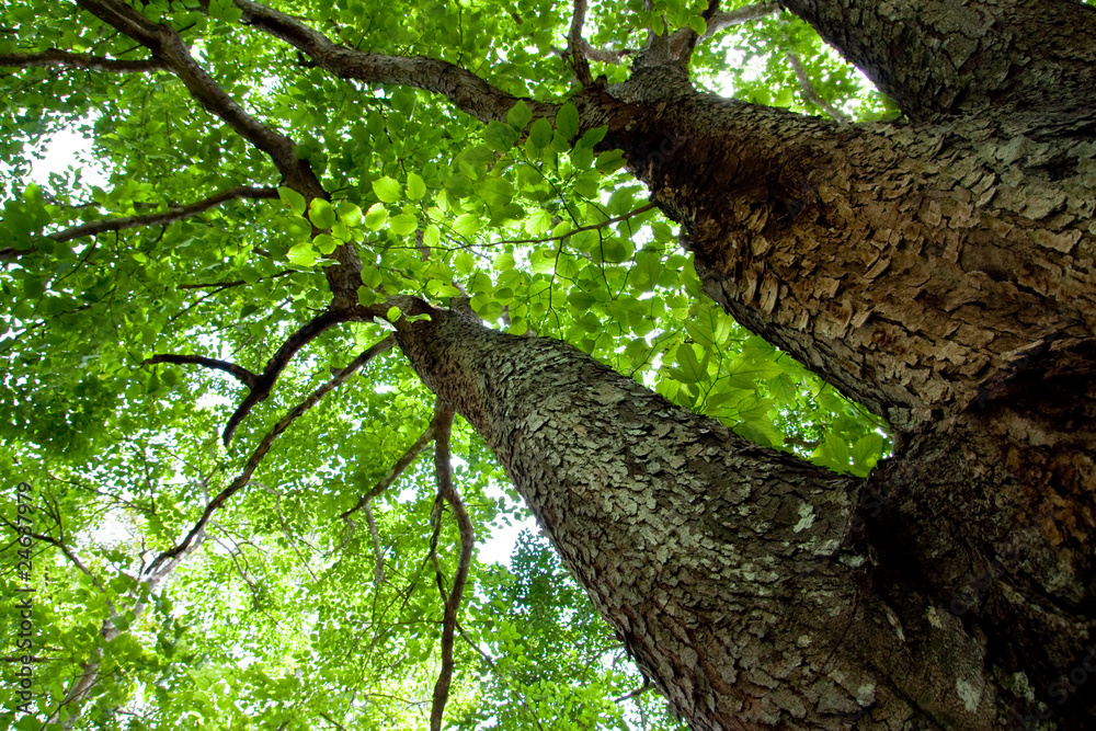 Fototapeta premium Image of twin trees