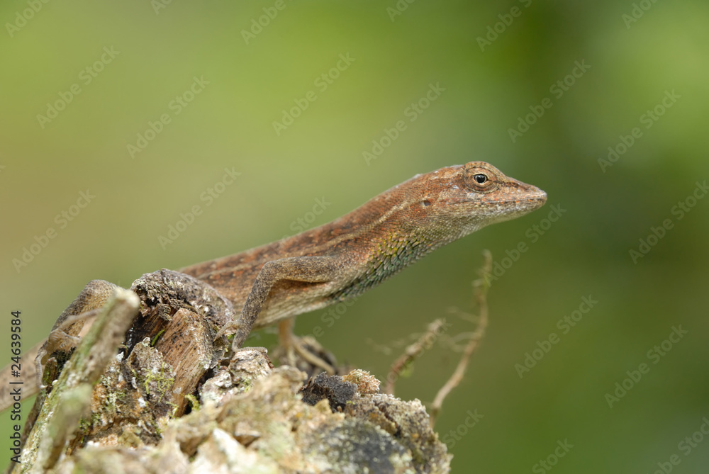 Anolis auratus - (Polychrotidae sauria) Anolis auratus - (Polychrotidae sauria)
