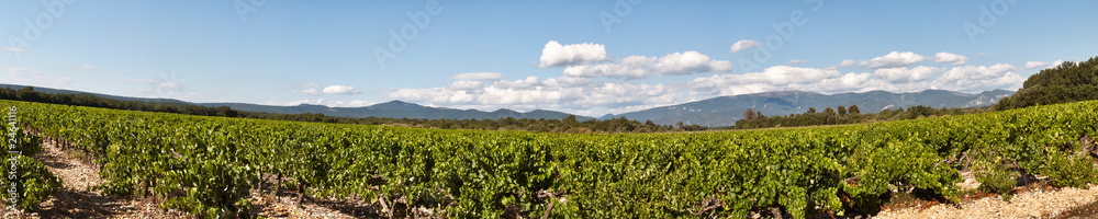 Vignes provençales dans la région du Vaucluse en France