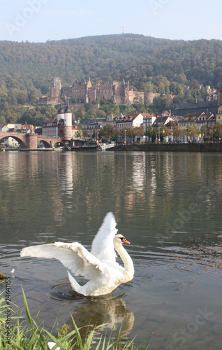 Heidelberg IV photo