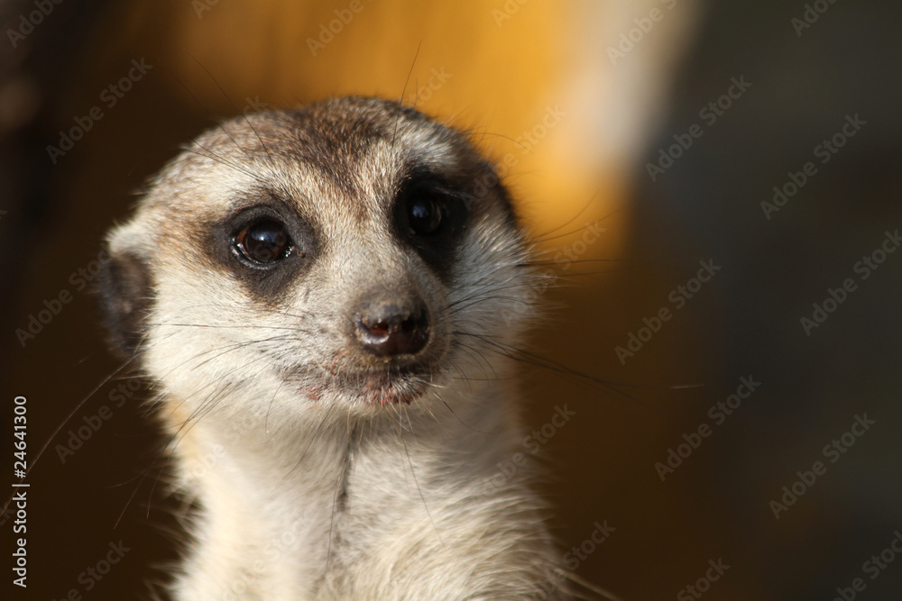 Erdmännchen Erdmännchen