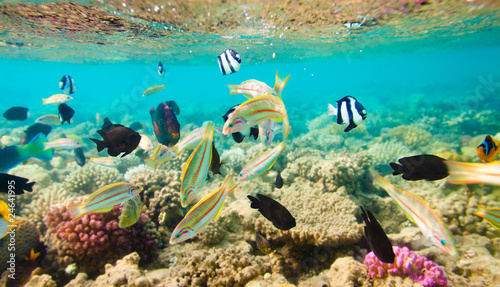 Fototapeta Naklejka Na Ścianę i Meble -  Tropical Coral Reef. Red sea