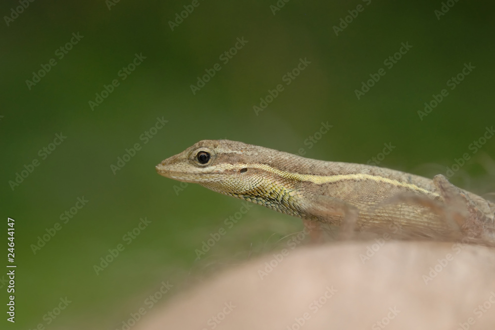 Anolis auratus - (Polychrotidae sauria) Anolis auratus - (Polychrotidae sauria)