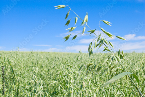 Green oat field