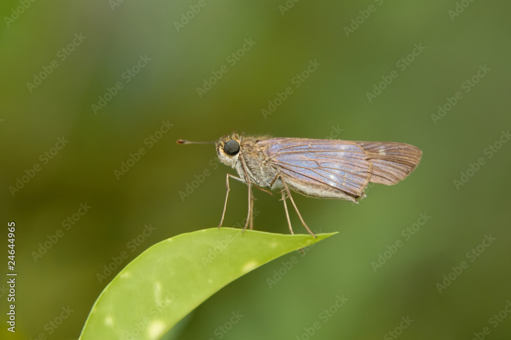 Obraz premium Hylephila phyleus - (Fiery skipper)